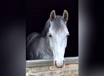 Koń hanowerski, Wałach, 7 lat, 167 cm, Siwa