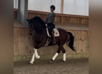 Koń hanowerski, Wałach, 7 lat, 170 cm, Gniada