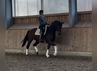 Koń hanowerski, Wałach, 7 lat, 170 cm, Gniada