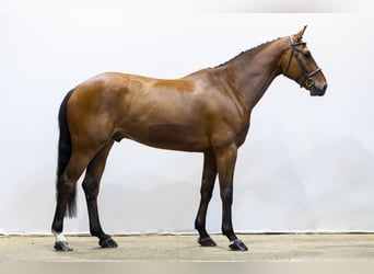 Koń hanowerski, Wałach, 7 lat, 170 cm