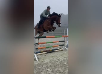 Koń hanowerski, Wałach, 7 lat, 172 cm, Gniada