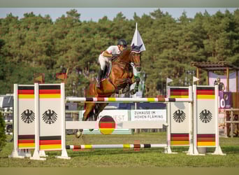 Koń hanowerski, Wałach, 7 lat, 173 cm, Gniada Koń hanowerski, Wałach, 7 lat, 173 cm, Gniada