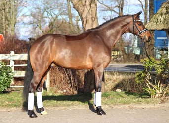 Koń hanowerski, Wałach, 7 lat, 173 cm, Gniada