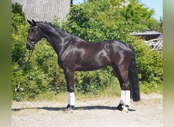 Koń hanowerski, Wałach, 7 lat, 174 cm, Kara