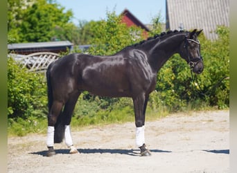 Koń hanowerski, Wałach, 7 lat, 174 cm, Kara