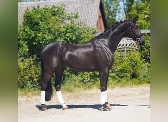 Koń hanowerski, Wałach, 7 lat, 174 cm, Kara