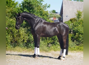 Koń hanowerski, Wałach, 7 lat, 174 cm, Kara