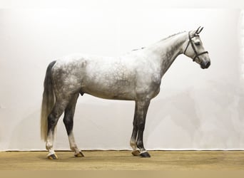 Koń hanowerski, Wałach, 7 lat, 174 cm, Siwa