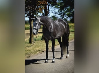 Koń hanowerski, Wałach, 7 lat, 175 cm, Siwa jabłkowita