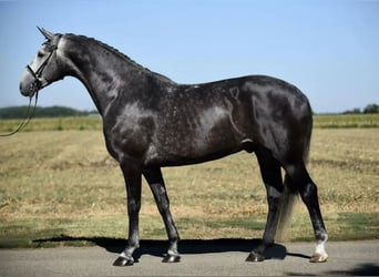 Koń hanowerski, Wałach, 7 lat, 175 cm, Siwa jabłkowita