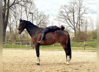 Koń hanowerski, Wałach, 7 lat, 179 cm, Ciemnogniada