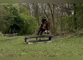 Koń hanowerski, Wałach, 8 lat, 170 cm, Kasztanowata