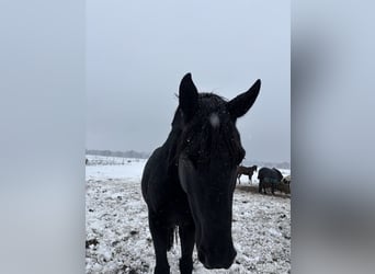 Koń hanowerski, Wałach, 9 lat, 165 cm, Kara