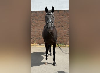 Koń hanowerski, Wałach, 9 lat, 165 cm, Kara