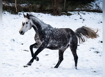 Koń hanowerski, Wałach, 9 lat, 165 cm, Siwa