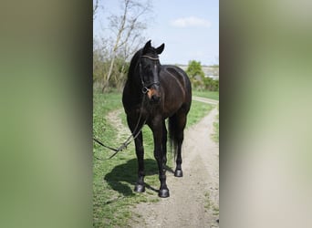 Koń hanowerski, Wałach, 9 lat, 170 cm, Gniada