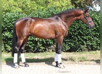 Koń hanowerski, Wałach, 9 lat, 172 cm, Gniada