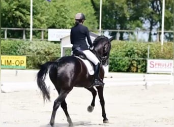 Koń hanowerski, Wałach, 9 lat, 173 cm, Kara