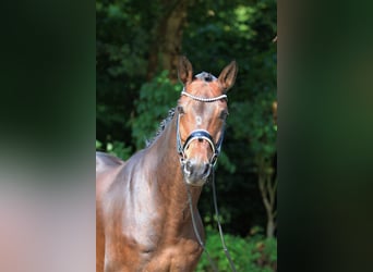 Koń hanowerski, Wałach, 10 lat, 164 cm, Gniada