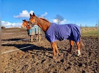 Koń hanowerski, Wałach, 10 lat, 166 cm, Kasztanowata