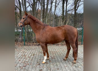 Koń hanowerski, Wałach, 10 lat, 167 cm, Ciemnokasztanowata