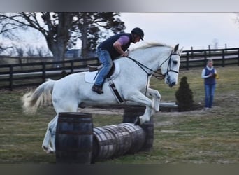 Koń hanowerski, Wałach, 10 lat, 168 cm, Siwa