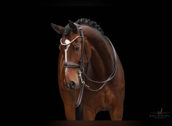 Koń hanowerski, Wałach, 10 lat, 172 cm, Ciemnogniada