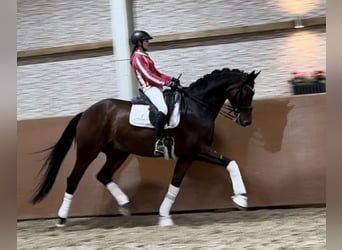 Koń hanowerski, Wałach, 10 lat, 172 cm, Ciemnogniada