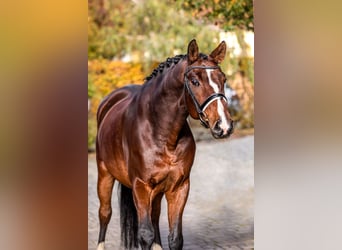 Koń hanowerski, Wałach, 10 lat, 172 cm, Gniada