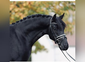 Koń hanowerski, Wałach, 10 lat, 172 cm, Kara