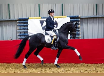 Koń hanowerski, Wałach, 10 lat, 172 cm, Skarogniada