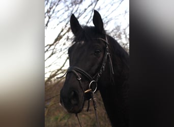 Koń hanowerski, Wałach, 10 lat, 173 cm, Kara