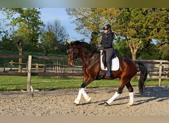 Koń hanowerski, Wałach, 10 lat, 174 cm, Ciemnogniada