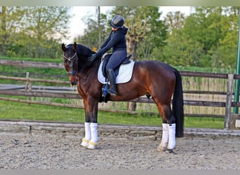 Koń hanowerski, Wałach, 10 lat, 174 cm, Ciemnogniada