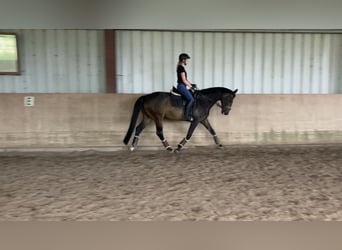 Koń hanowerski, Wałach, 10 lat, 175 cm, Gniada