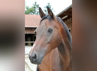 Koń hanowerski, Wałach, 10 lat, 176 cm, Gniada