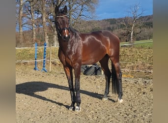 Koń hanowerski, Wałach, 10 lat, 176 cm, Gniada