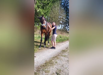 Koń hanowerski, Wałach, 10 lat, 176 cm, Gniada