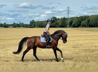 Koń hanowerski, Wałach, 10 lat, 176 cm, Gniada