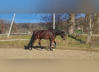 Koń hanowerski, Wałach, 10 lat, 176 cm, Gniada