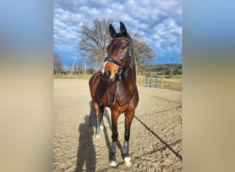 Koń hanowerski, Wałach, 10 lat, 176 cm, Gniada