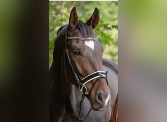 Koń hanowerski, Wałach, 10 lat, 177 cm, Ciemnogniada