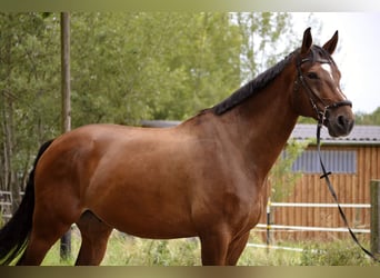 Koń hanowerski, Wałach, 10 lat, 177 cm, Gniada