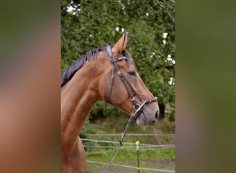 Koń hanowerski, Wałach, 10 lat, 177 cm, Gniada