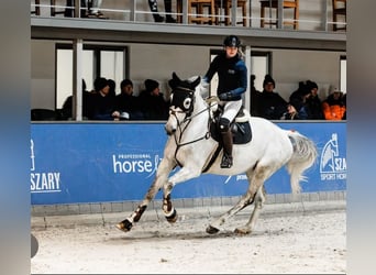 Koń hanowerski, Wałach, 10 lat, 180 cm, Siwa
