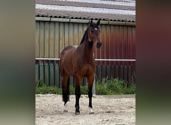 Koń hanowerski, Wałach, 11 lat, 168 cm, Gniada
