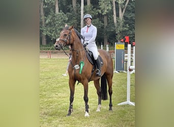 Koń hanowerski, Wałach, 11 lat, 168 cm, Gniada