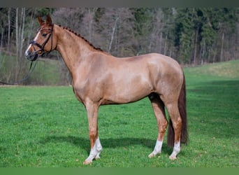Koń hanowerski, Wałach, 11 lat, 172 cm, Ciemnokasztanowata