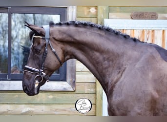 Koń hanowerski, Wałach, 11 lat, 172 cm, Kara