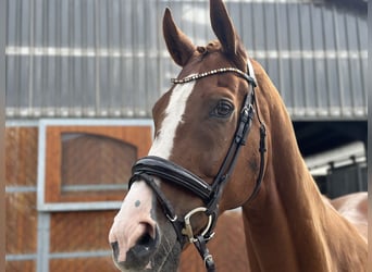 Koń hanowerski, Wałach, 11 lat, 172 cm, Kasztanowata